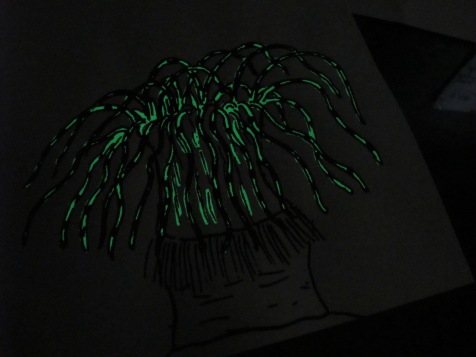 Portfolio Animaux bioluminescents